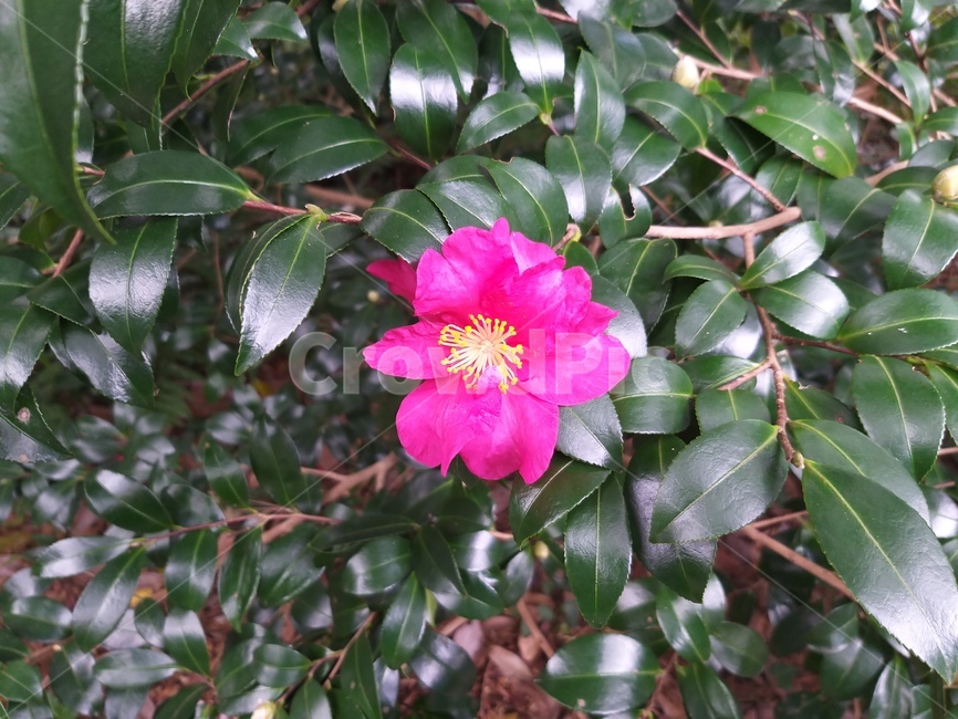 동백,겨울,flower,꽃,식물
