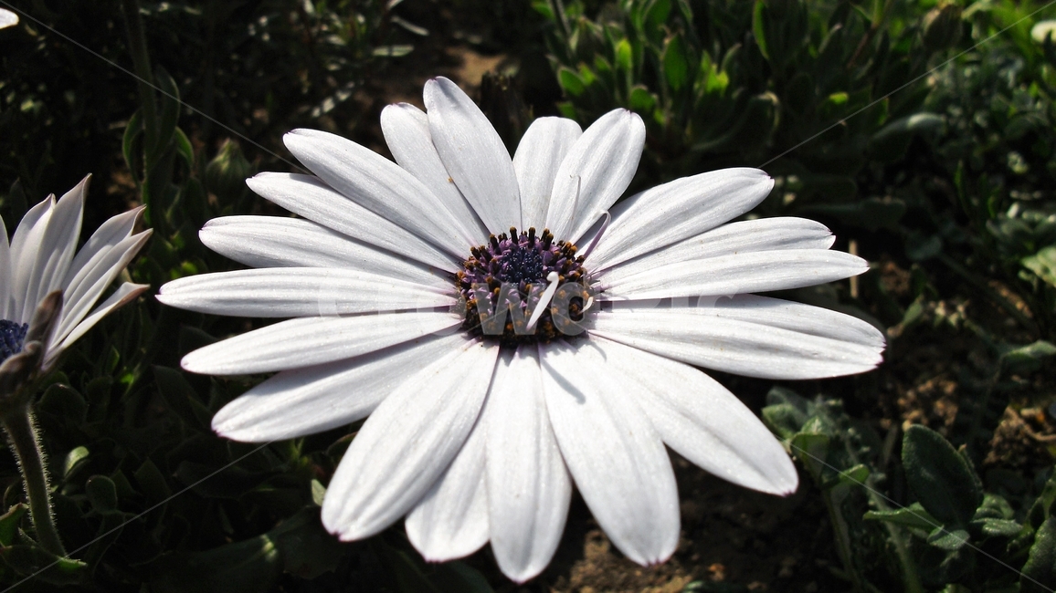 꽃,자연,식물,꽃잎,암술,수술,봄,spring,nature,bloom,petal,floral,scent,white,흰색,beautiful,plant,flower,오스테오스펄멈,아프리카원산,아프리칸데이지,garden,Osteospermum,디모르포테카,데모루,오스테오스퍼멈,식물,자연,plants,nature,꽃,flower