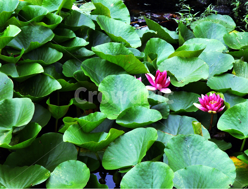 수련,수생식물,종자번식,늪,연못,관상용,식물,자연,plants,nature,꽃,flower