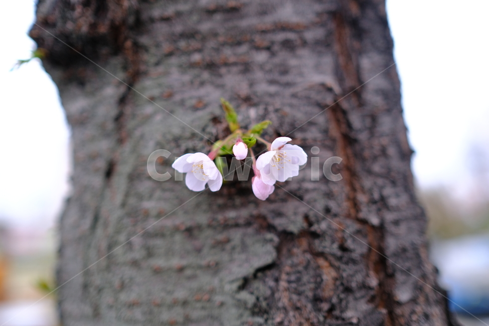 벚꽃,핑크,꽃몽울,꽃나무,나무,꽃,식물,자연,plants,nature,꽃,flower