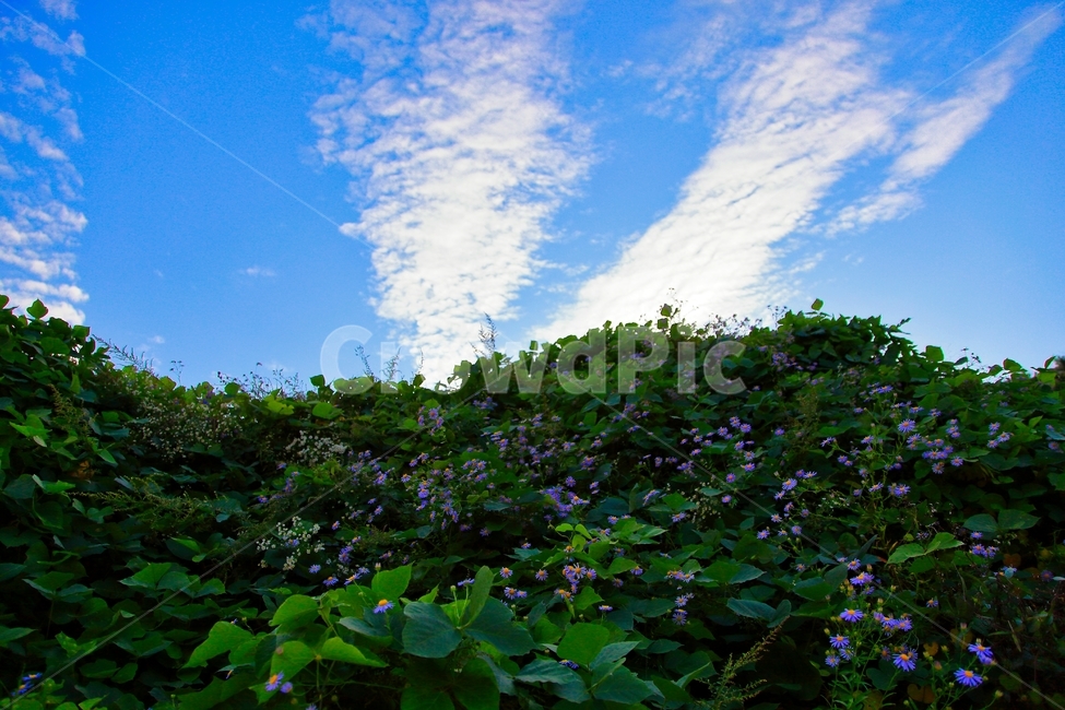 가을,하늘,천고마비,군락,꽃,자연,풍경,nature,landscape,leaf,잎,plant,식물