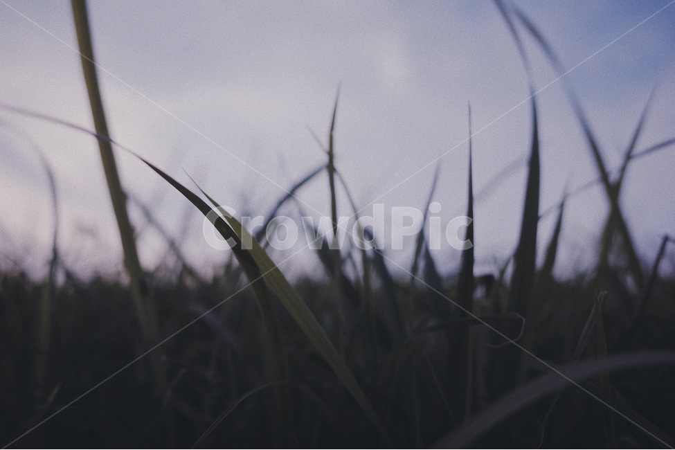 잔디,가을,하늘,들판,캘리그라피배경,감성,식물,자연,plants,nature