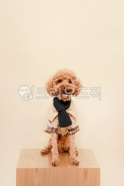 강아지,푸들,반려견,갈색푸들,poodle,dog,puppy,동물,귀여운