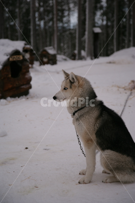 썰매개,핀란드,개,포유류,동물,husky,겨울,계절,winter,season,동물,animal,포유류,mammal,개,강아지,dog,doggy