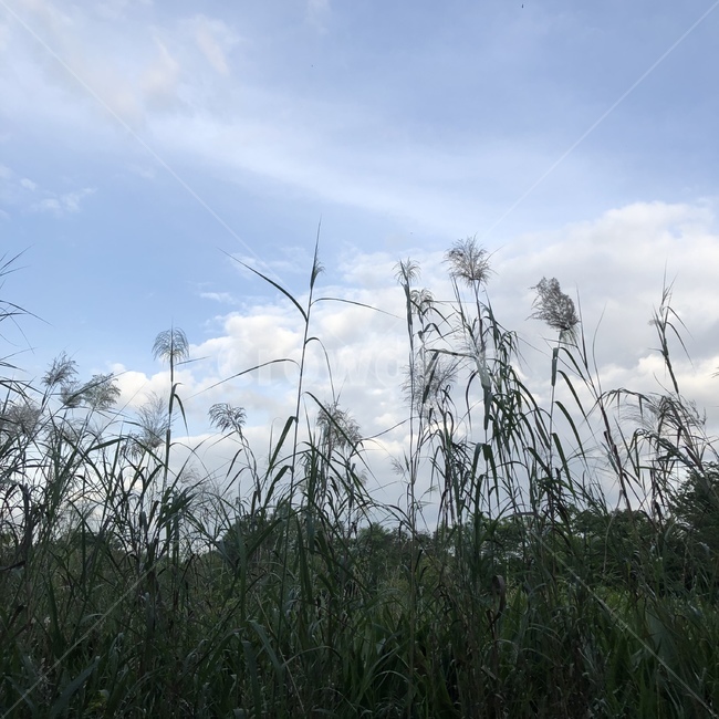 풀,구름,자연,환경,저녁,하늘,자연,풍경,nature,landscape,grass,잔디,plant,식물,lawn