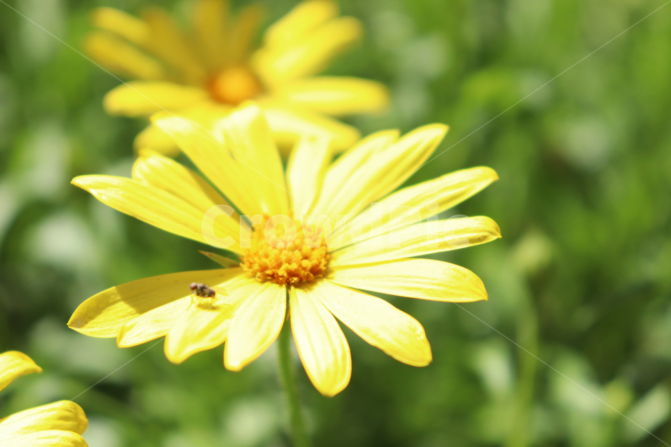 꽃,봄,곤충,spring,flower