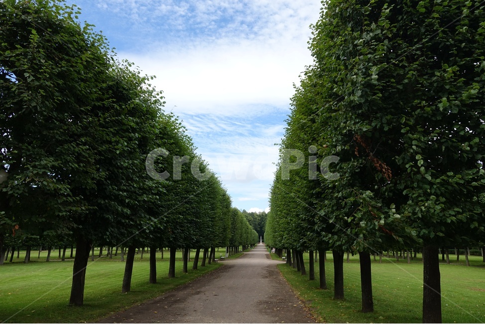 하늘과나무,정원,나무,하늘,푸르름,자연,풍경,nature,landscape,식물,plants,나무,trees,wood,arbour,정자,garden,outdoors,옥외