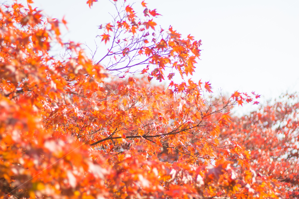 단풍,가을,red,단풍잎,단풍나무,자연,fall,autumn,maple,가을,계절,fall,autumn,season,leaf,잎,plant,식물,tree,나무