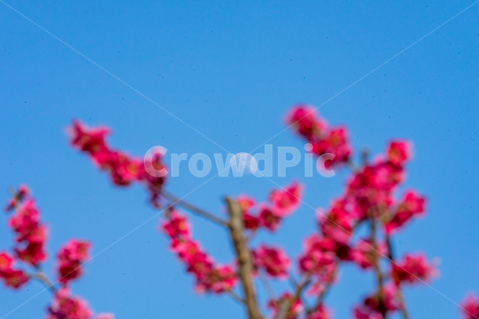 매화,분홍,달,꽃,하늘,봄,식물,자연,plants,nature,꽃,flower