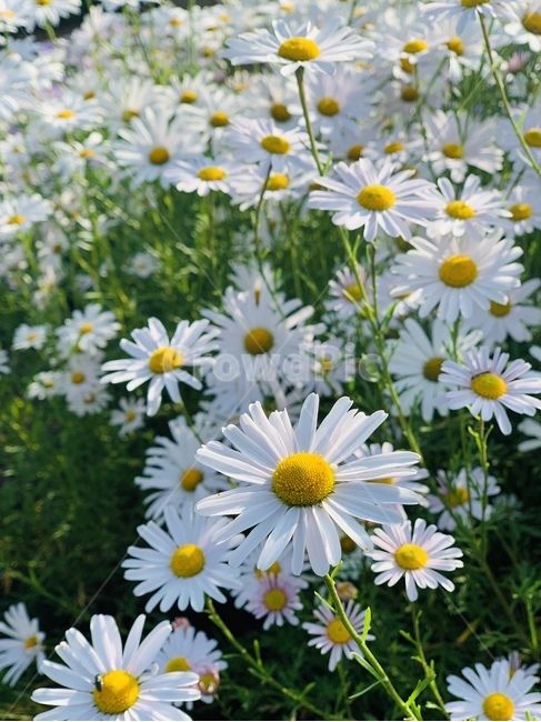 plant,꽃,flower,blossom,구절초,가을,autumn,식물,식물,자연,plants,nature,꽃,flower