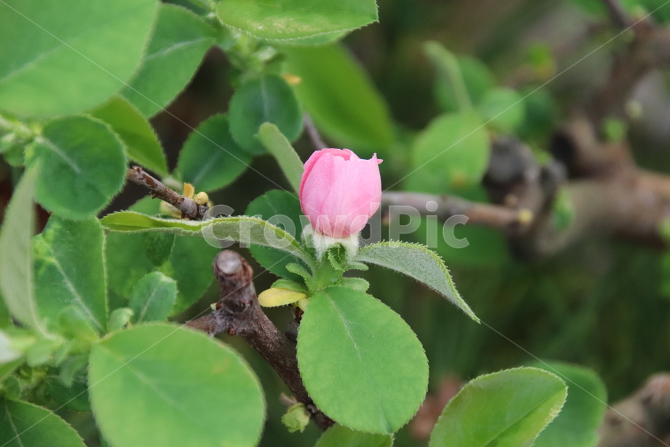꽃,모과나무,모과나무꽃,수목원,자연,식물,자연,plants,nature,꽃,flower