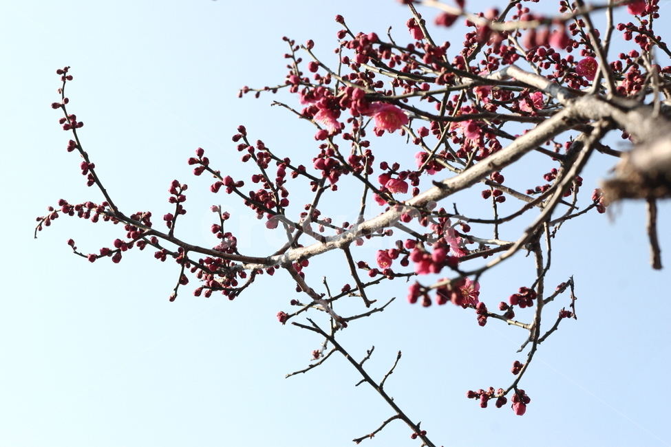 꽃,봄,식물,blossom,flower,plant