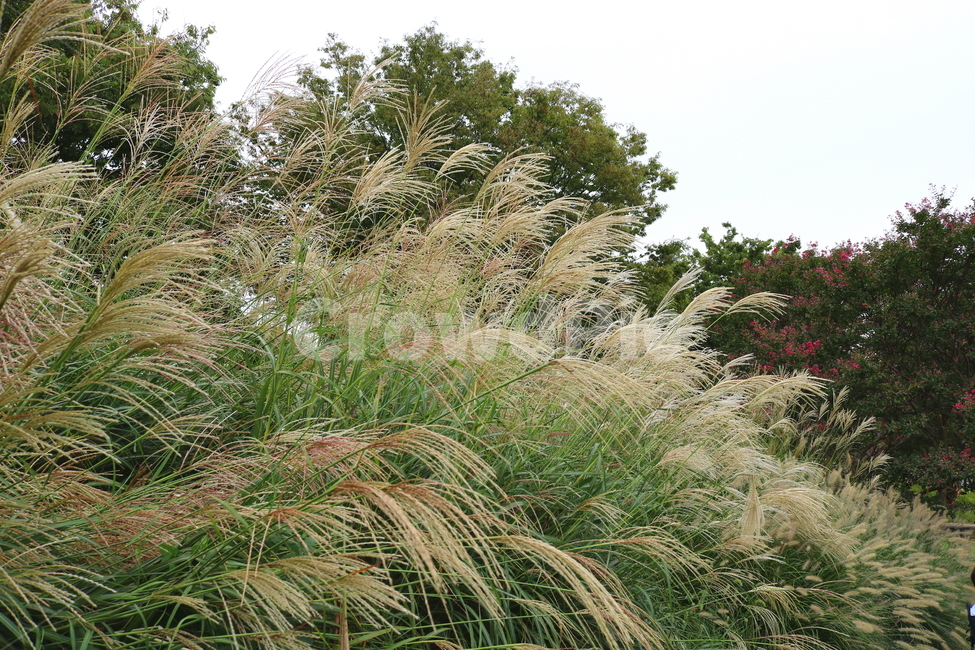 억새,풀,억새풀,식물,자연,벼과,벼과식물,들풀,두영,식물,자연,plants,nature