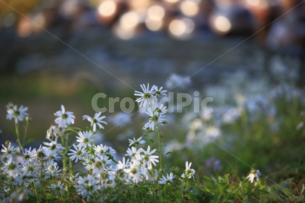 구절초,가을꽃,접사,자연,풍경,식물,자연,plants,nature,꽃,flower