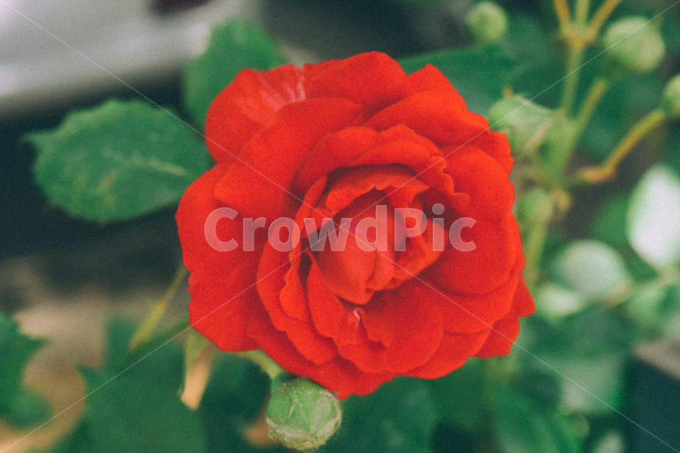 장미,꽃,식물,자연,풍경,빨간,red,강렬한,rose,산책,일상,nature,flower,봄,계절,spring,season,식물,자연,plants,nature,꽃,flower,감성,sensible,feeling,색깔,색상,색채,색감,color sense,color sensitivity,feeling of color,plant,blossom