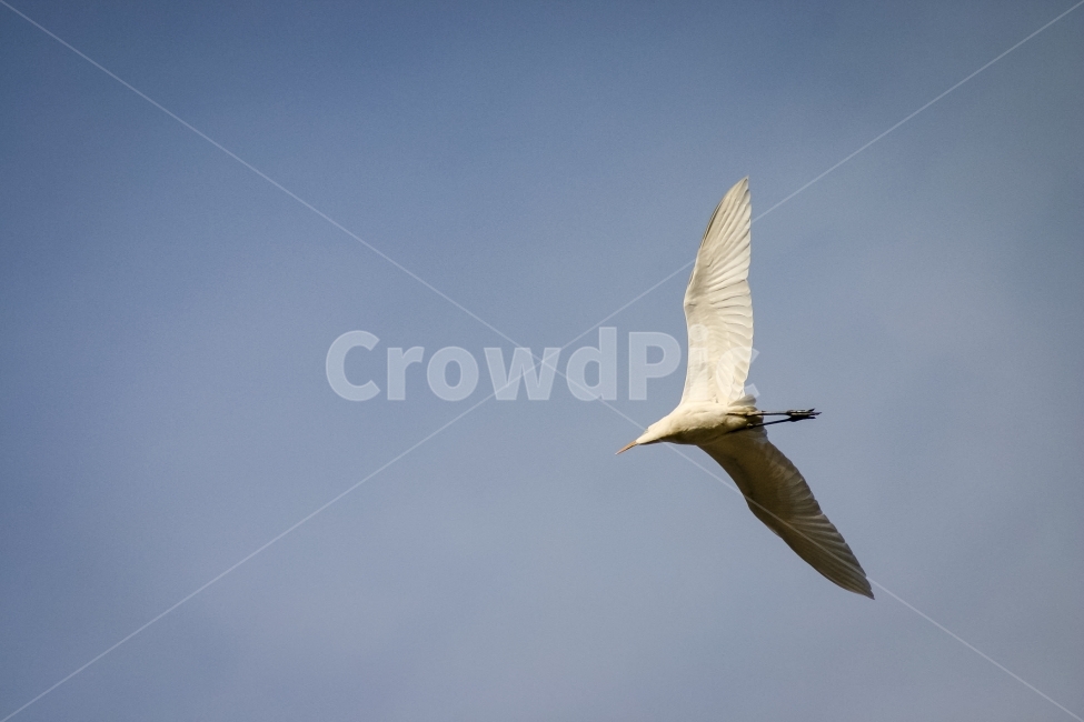 하늘,철새,날아감,날개,새,migratorybird,FlyingBirdsInTheSky,동물,animal,조류,새,birds