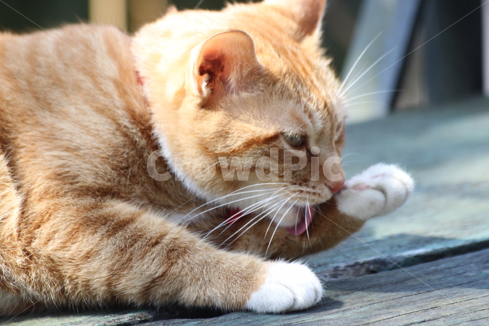 cat,고양이,animal,동물,pet,애완동물,귀여움,동물,animal,포유류,mammal,고양이,cat,kitten,kitty