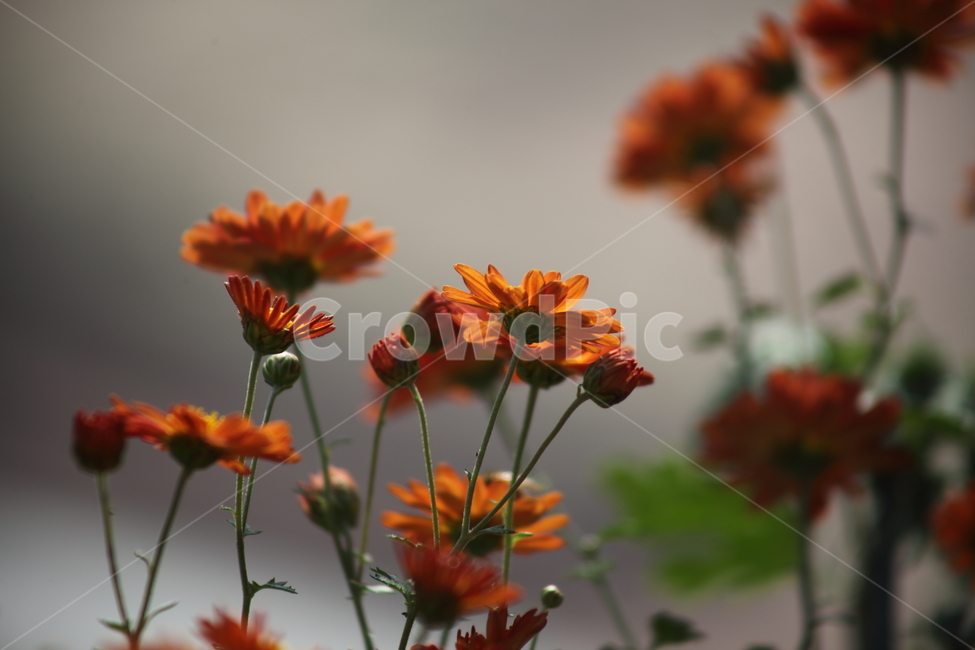 국화,식물,꽃,가을꽃,chrysanthemum,식물,자연,plants,nature,꽃,flower