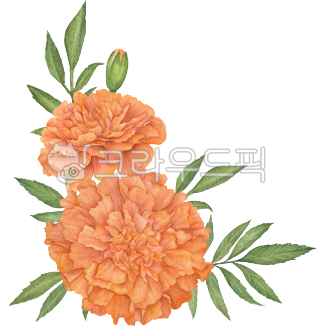 금잔화,금잔화꽃,꽃,금잔화요소,금잔화리소스,금잔화소스,금잔화디자인,메리골드,메리골드꽃,메리골드꽃요소,메리골드꽃소스,메리골드꽃디자인,금잔화그림,메리골드그림,금잔화일러스트,꽃일러스트,메리골드꽃일러스트,금잔화수채화,메리골드수채화,금잔화삽화,메리골드삽화,금잔화장식,메리골드장식,금잔화데코,메리골드꽃장식,메리골드꾸미기,금잔화꾸미기,플로랄,플로랄디자인,보태니컬,flower,marigold,marigoldillust,floral,flowerillust,marigoldwatercolor,marigolddrawing