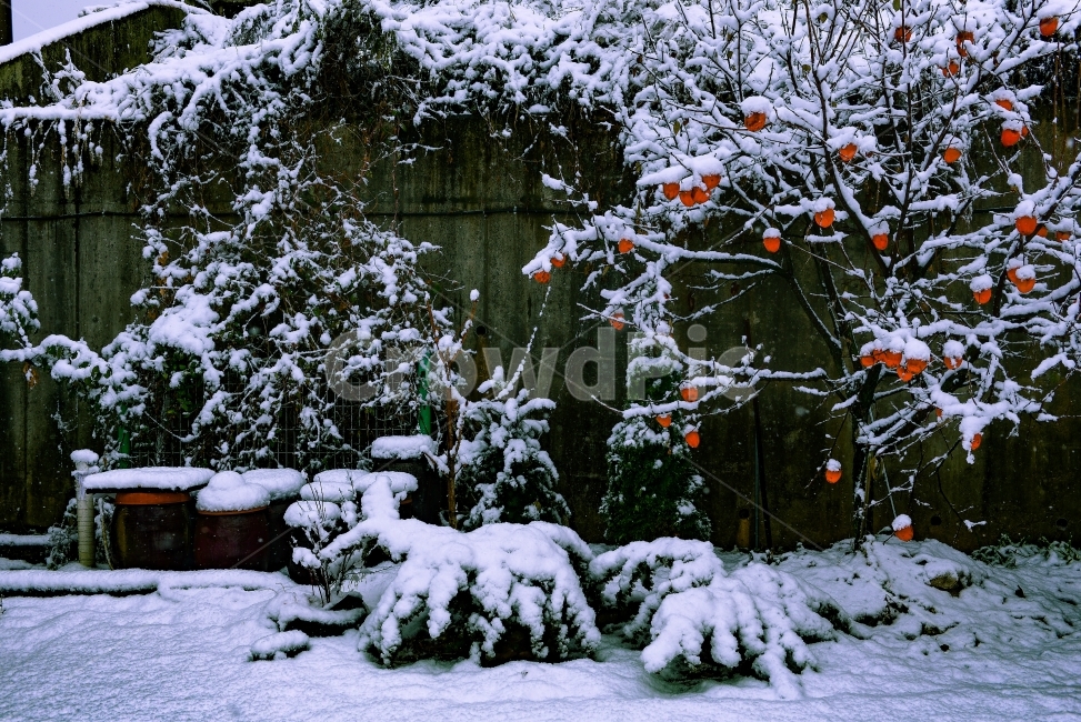 정원,폭설,풍경,스냅,눈,감성,겨울,계절,winter,season