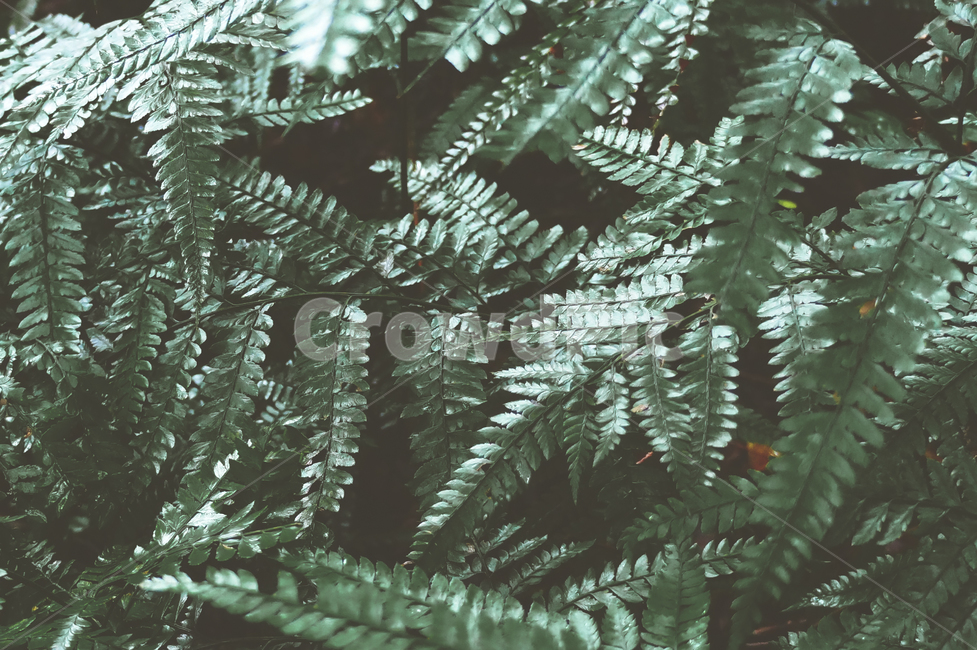 plant,식물,fern,양치류,고사리,식물,자연,plants,nature