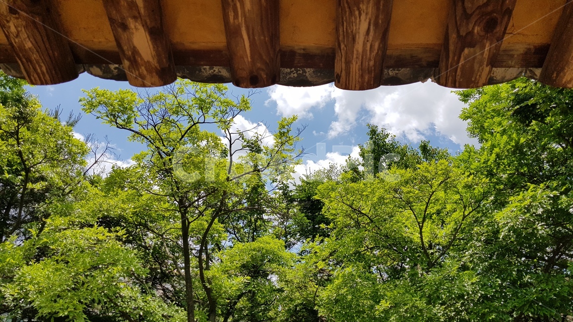 나무,tree,초록색,green,푸르름,fresh,배경,싱그러움,처마,고택,roof,지붕