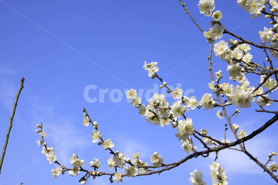봄,자연,매화,꽃,매화꽃,매화마을,spring,flower,nature,season,나무,식물,봄꽃,계절,봄,계절,spring,season,식물,자연,plants,nature,꽃,flower,plant,blossom