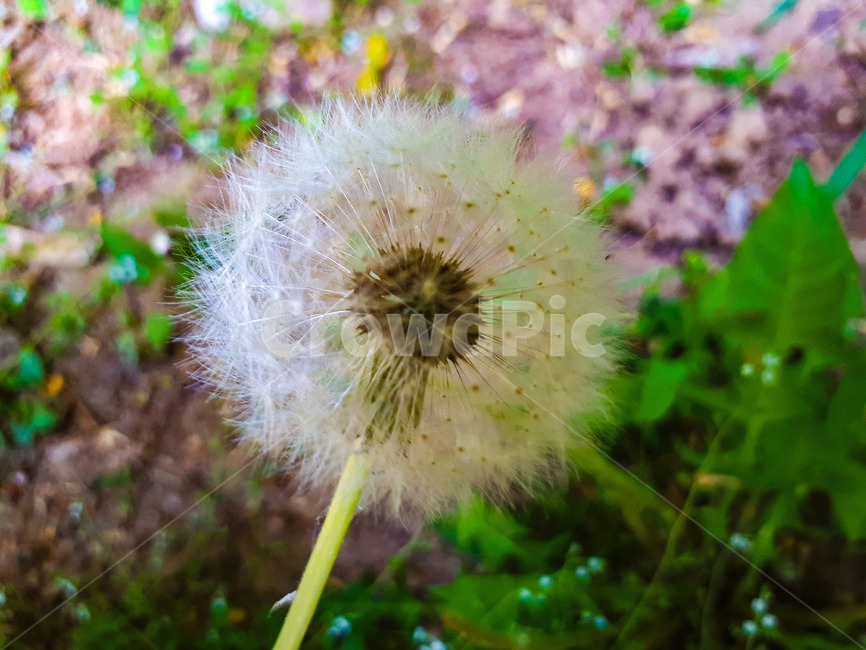 민들레,홀씨,식물,야생화,들꽃,한국꽃,민들레홀씨,자연,컴퓨터배경사진,배경사진,배경,풍경사진,백그라운드,배경이미지,풍경이미지,엽서사진