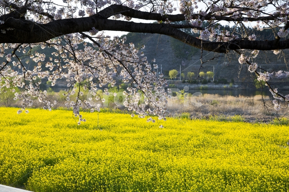 유채꽃,벚꽃,봄,풍경,자연,꽃,봄,계절,spring,season,식물,자연,plants,nature,꽃,flower,나무,trees,wood,grassland,목초지,field,들,outdoors,옥외