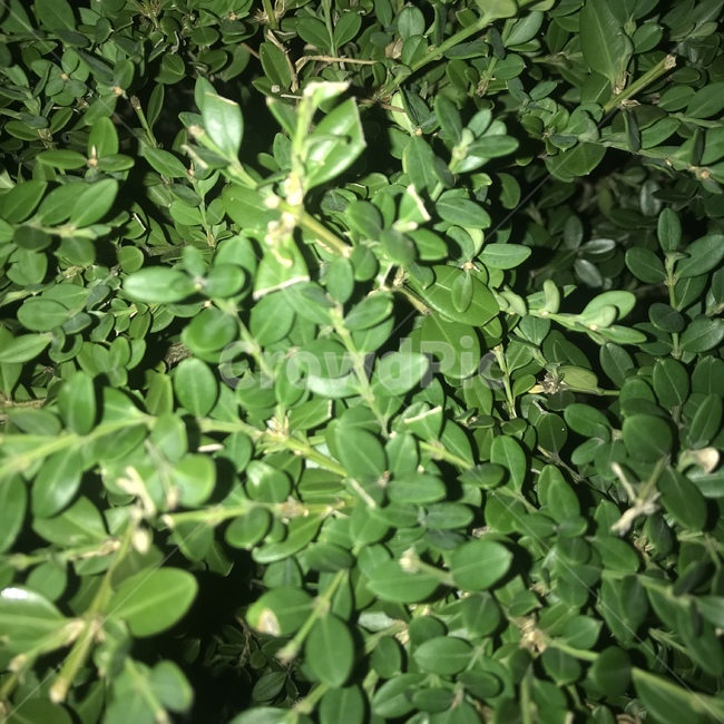 잎,이파리,초록,leaf,green