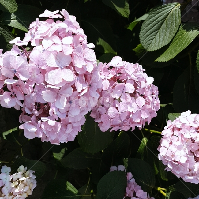 꽃,수국,분홍,자연,연핑크
