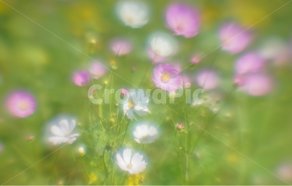 꽃,야생화,코스모스,가을,식물,자연,가을,계절,fall,autumn,season,식물,자연,plants,nature,꽃,flower,plant