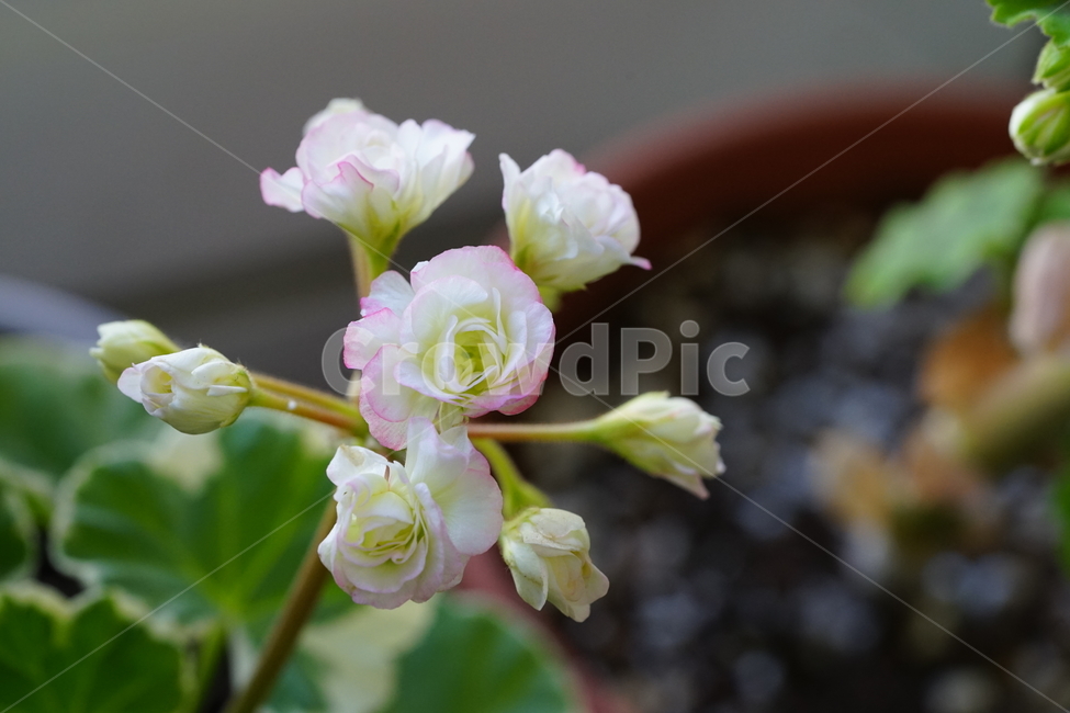 꽃,플라워,화분,flower,식물,생명,생물,감성,접사,색감,컬러,꽃,flower,실내용화초,화분,화초,house plant