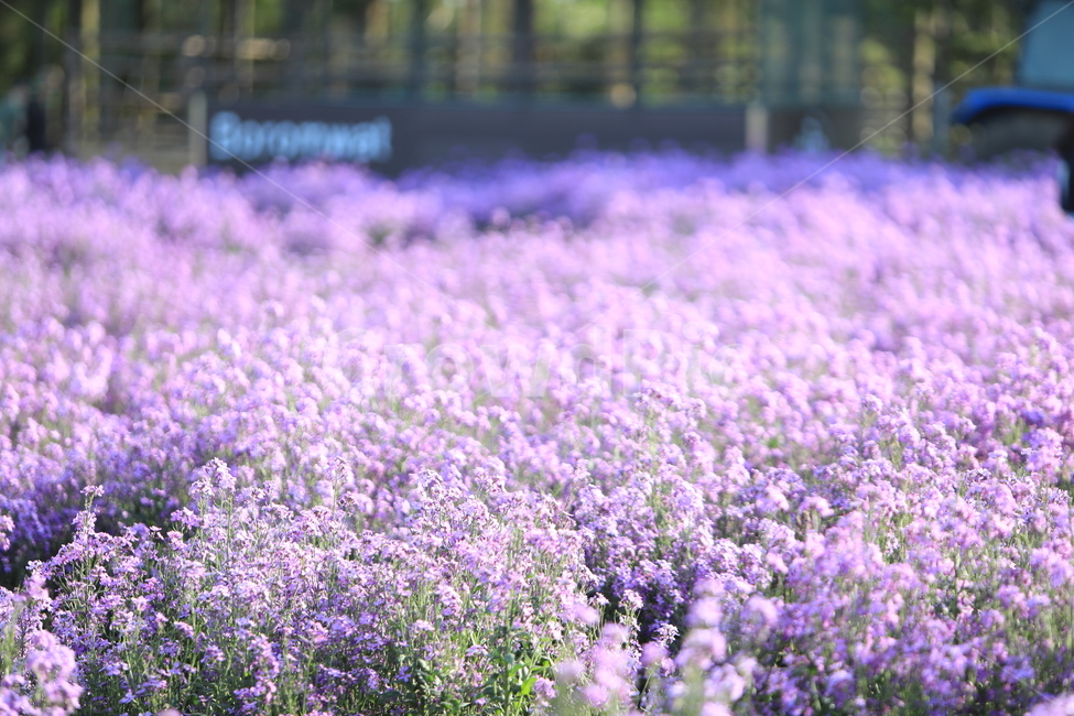 보라색,보라색꽃,유채꽃,꽃,감성사진,식물,자연,plants,nature,꽃,flower