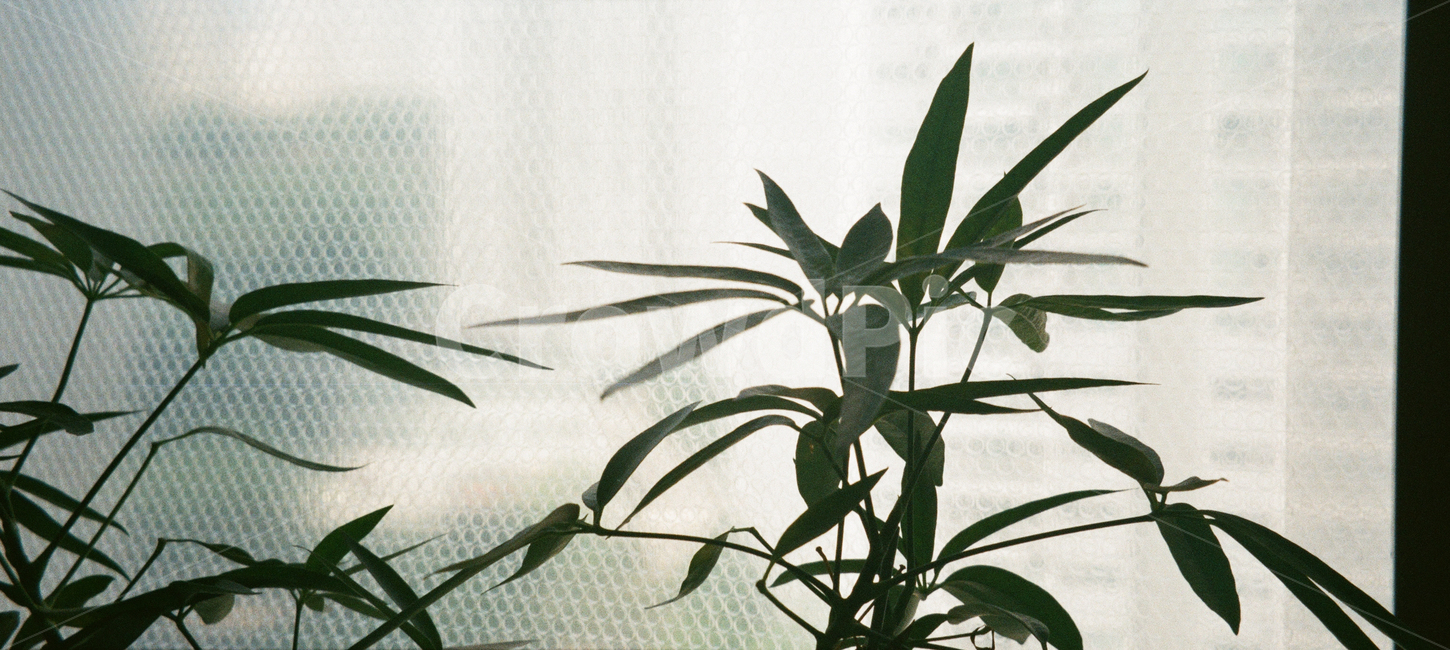 식물,화분,plant,베란다,가드닝,green,감성,풀,gardening,식물,자연,plants,nature
