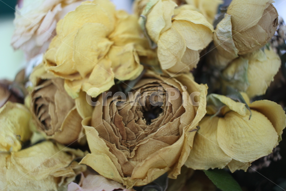 plant,식물,꽃,드라이플라워,장미,rose,flower,꽃다발,노란장미,yellowrose
