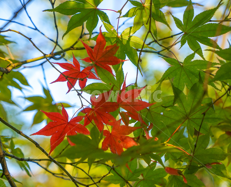 단풍,가을,계절,단풍잎,잎새,자연,식물,가을,계절,fall,autumn,season,식물,자연,plants,nature,leaf,잎,plant,tree,나무,maple