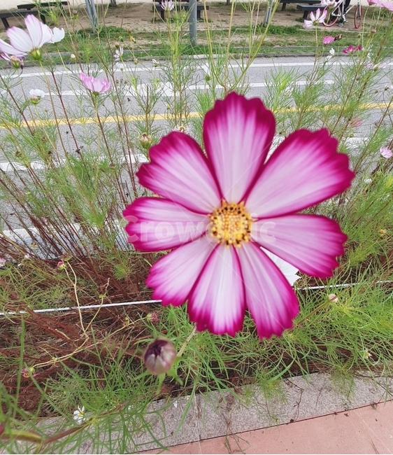 꽃,flower,꽃잎,blossom,plant,식물,코스모스,자연,nature