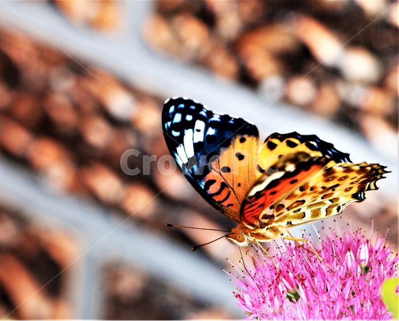 꽃,나비,가을,곤충,butterfly,식물,자연,plants,nature,꽃,flower,곤충,벌레,insect,bug