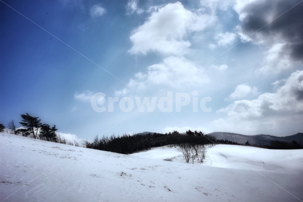 nature,자연,outdoors,옥외,tree,plant,식물,나무,겨울,winter,눈,snow,입동,대한,소한,설경,하얀색,하양,맑음,낭만,동화,한파,대설,겨울,계절,winter,season,자연,풍경,nature,landscape,fir,전나무