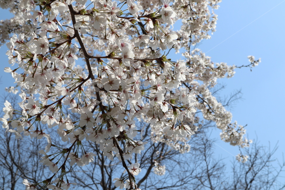 벚꽃,봄,벚꽃나무,나무,tree,plant,식물
