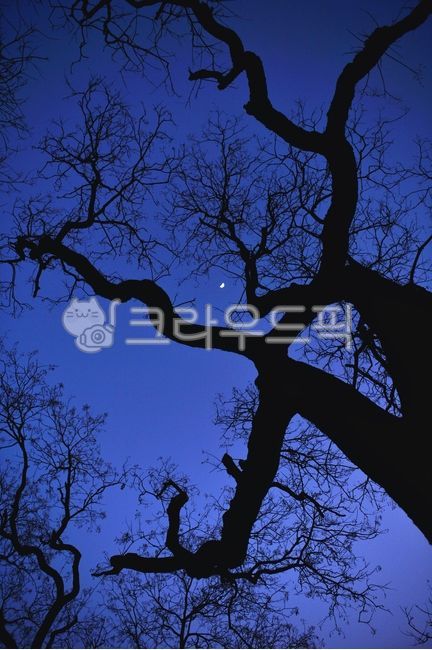 halfmoon,tree,moon,tree trunk,old tree,sunset,plant,treetrunk,a bare tree,winter dead tree