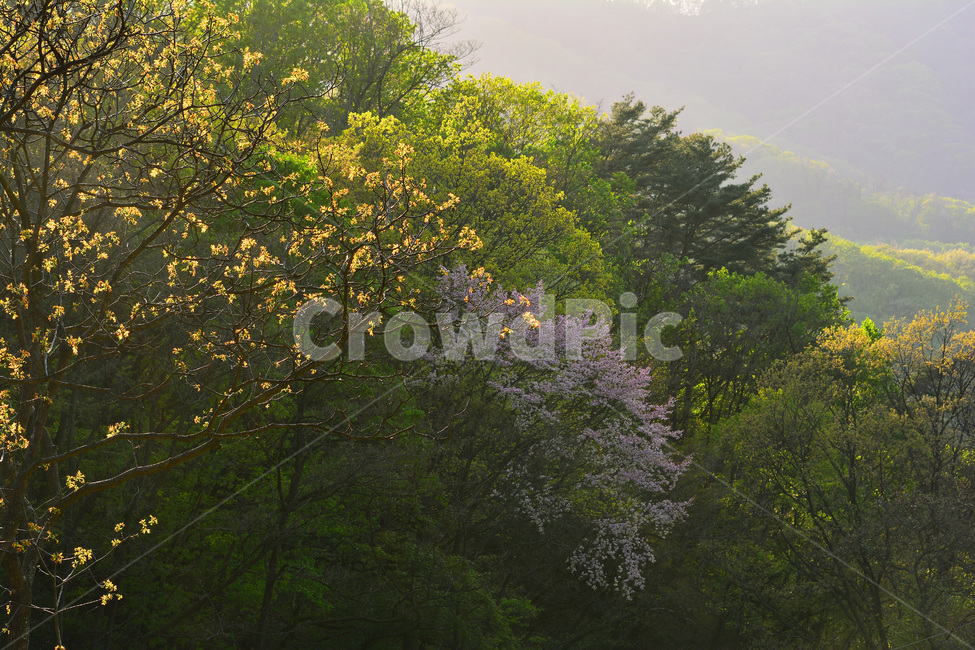 봄,봄배경,새싹,새순,배경,바탕,백그라운드,산,forest,나무,숲,4월,시즌,계절,season,풍경,자연,nature,green,녹색,초록색,연녹색,야외,outdoor,봄,계절,spring,season,자연,풍경,nature,landscape,plant,식물