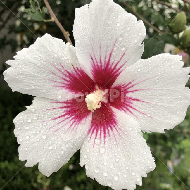 꽃,식물,자연,노랑,초록,flower,hana,plants,shokubutsu,nature,yellow,kiiro,green,midori,무궁화,mugunghwa,흰색,빨강,white,shiro,red,aka,비,물,rain,ame,water,mizu,분홍,pink,pinku,식물,자연,plants,nature,꽃,flower
