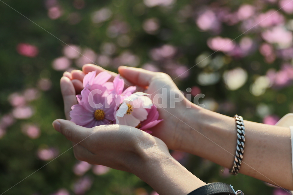 코스모스,여자손,꽃,보케,가을,플레어,빛,가을,계절,fall,autumn,season,꽃,flower,finger,손가락