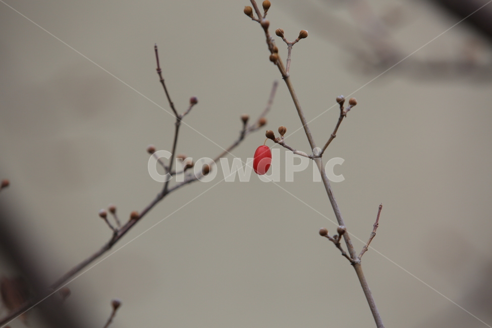 산수유,열매,빨강,식물,동양화,식물,자연,plants,nature,과일,열매,fruit