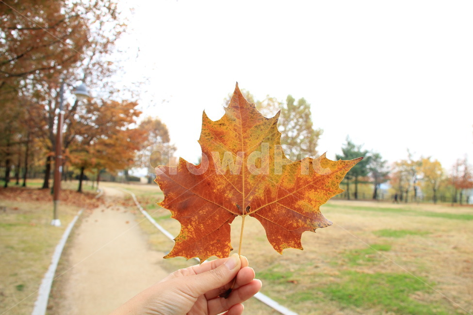 leaf,잎,나무,가을,단풍잎,가을,계절,fall,autumn,season,plant,식물,tree