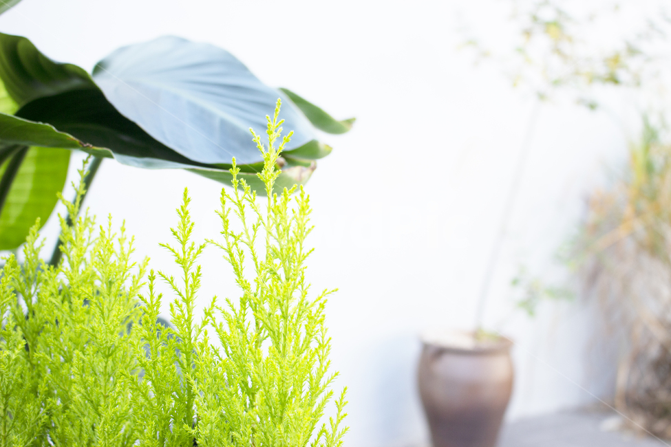 식물,plant,라이트,하이키,풀,초록,식물,자연,plants,nature