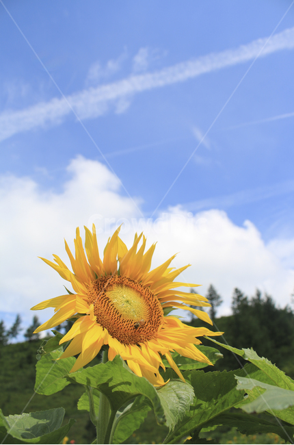 plant,식물,flower,꽃,blossom,해바라기,sunflower,노란,초록,노랑,파랑,파란,yellow,green,blue,sky,cloud,하늘,구름,식물,자연,plants,nature,꽃,flower