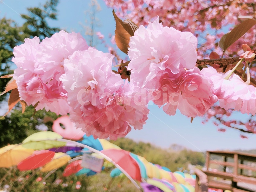 겹벚꽃,봄꽃,꽃,식물,벚꽃,핑크,분홍,봄,계절,spring,season,식물,자연,plants,nature,꽃,flower,plant